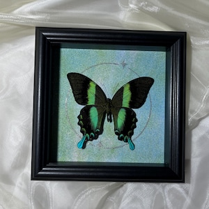 Personalized Butterfly Display, Preserved Butterfly Decor,Preserved Butterfly ,Butterfly in Wooden Frame- Real Butterfly,Taxidermy Butterfly