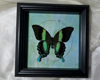 Personalized Butterfly Display, Preserved Butterfly Decor,Preserved Butterfly ,Butterfly in Wooden Frame- Real Butterfly,Taxidermy Butterfly