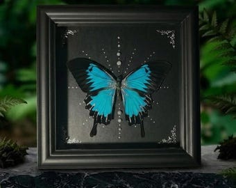 May include: A framed display featuring a vibrant blue and black butterfly specimen centered on a black background. The butterfly is surrounded by a vertical arrangement of small white beads and silver corner accents within a square black frame.