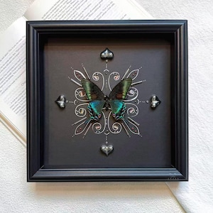 Scatola delle ombre con farfalla coda di rondine verde Mandala / Esemplare di vera farfalla artistica / Regalo con decorazione naturale incorniciato