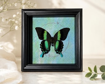 Puede incluir: Un marco negro tipo caja que contiene una mariposa preservada con alas negras y verde vibrante. La mariposa está centrada sobre un fondo texturizado azul claro que presenta un diseño tenue de contorno circular plateado brillante.