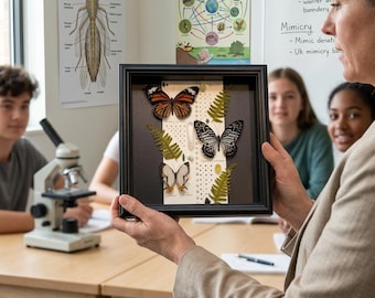 Real Butterfly Specimen Frame, A1 Entomology Collection, Scientific Butterfly Display, Museum Insect Taxidermy, Educational Nature Decor