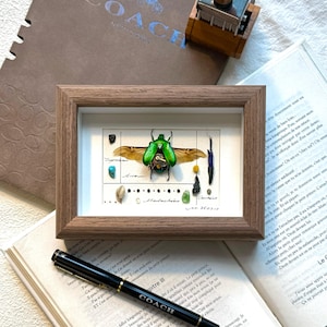 Framed Beetles Decoration, Beetles in Wooden Frame, Framed Beetles Specimens, Preserved Beetle, Real Beetle Display