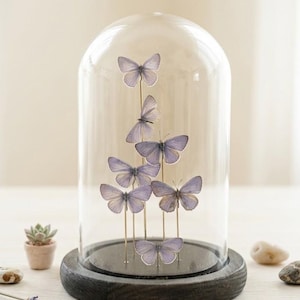 Schmetterling glaskuppel