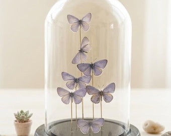 Butterfly Glass Dome Seven Blue – Real Butterfly Specimen Display, Natural Home Decor, Collector Gift for Her, Cottagecore Desk Art