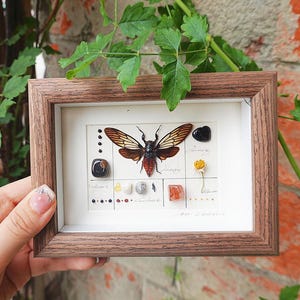 Red Devil Cicada Frame - Huechys incarnata, Personalized Real Butterfly, Red Cicada Home Deco, Red Cicada Specimen