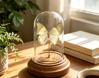 Real Preserved Butterfly Specimen, Butterfly Display, A1 Insect Natural Decor, Custom Engraved Keepsake, Nature Mother Gift for Her