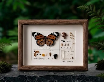 Regalo personalizado de mariposa monarca, marco grabado a medida, arte con ejemplar real, decoración conmemorativa de la naturaleza para ella