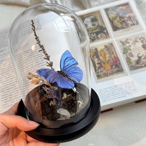 Dried Flower and Butterfly Specimen In Glass Cover, Real Butterfly ,Preserved Morpho Butterfly In Glass Dome,  Plant Specimen Home Decor