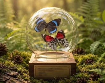 Globo expositor doble para mariposas, cúpula de cristal decorativa con forma de mariposa, base de madera grabada a medida, regalo de taxidermia de insectos reales para coleccionistas.