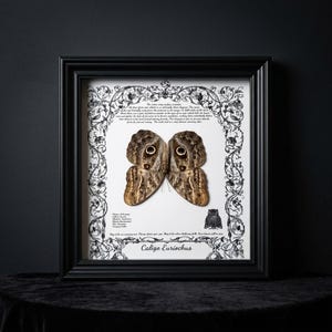 Pode incluir: Um quadro exibindo um espécime de borboleta Caligo euriochus centralizado em um fundo branco com ilustrações botânicas pretas. O texto inclui o nome da espécie, parágrafos descritivos e um pequeno gráfico de uma coruja em uma moldura preta.