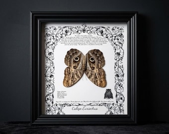 Marco para ejemplares raros de mariposa búho, caja de sombra de mariposa Caligo auténtica, arte mural de historia natural vintage, decoración Dark Academia, regalo de Halloween