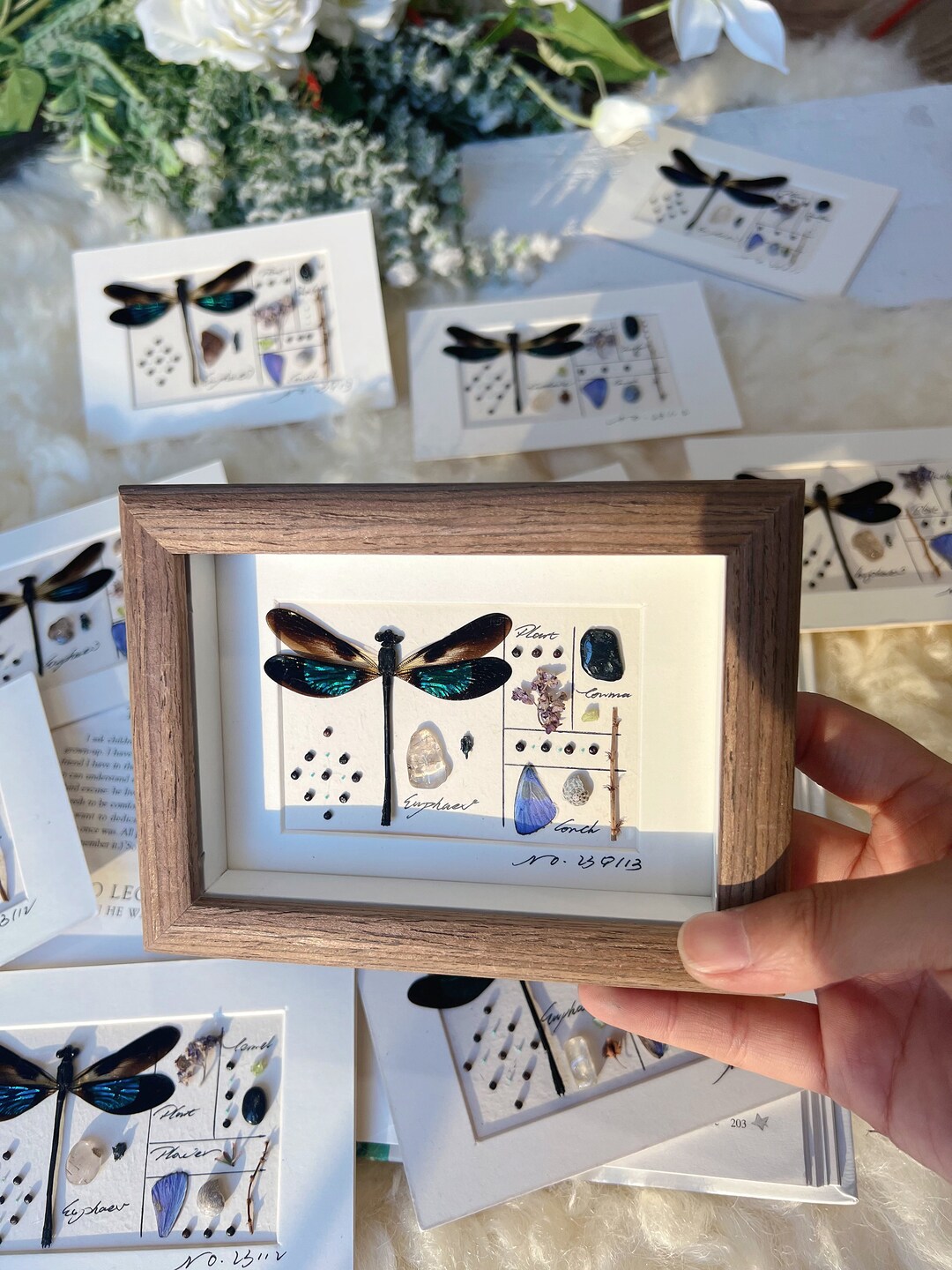 Flies Frame Personalized Dragonfly Specimen Gift • Real Dragonfly Frame • Custom ...