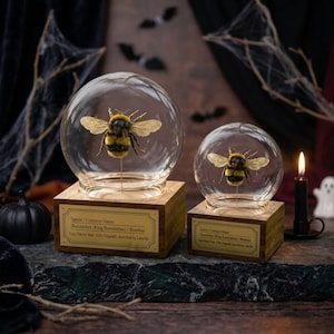 May include: Two glass domes on square wooden bases, each containing a preserved bumblebee mounted on a pin. The bases feature gold-toned plaques with text detailing the species name, common name, and historical classification information.