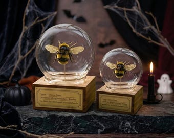 Bumblebee Specimen Glass Dome, Real Bumblebee Display, Gothic Curiosity Cabinet Decor, Personalized Insect Gift, Halloween Nature Collection