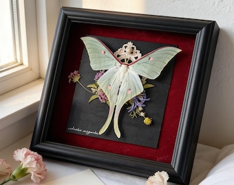 Personalized Giant Moon Moth Frame Art, Mother’s Day Gift, Butterfly Specimen Shadow Box, Handmade Nature Insect Wall Decor, Present for Her