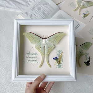 Personalized  Giant Actias Luna Moth -Perfect Gift Idea for Couples, Birthday,Retirement, Anniversaries, Weddings, Valentine&#39;s Day  Etc