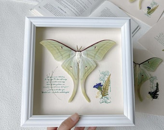 Personalized  Giant Actias Luna Moth -Perfect Gift Idea for Couples, Birthday,Retirement, Anniversaries, Weddings, Valentine&#39;s Day  Etc