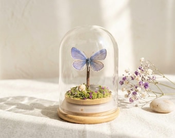 Mini Real Butterfly Specimen Display, Udara Dilecta Butterfly Glass Dome, Botanical Terrarium Decor, Nature Lover Gift, Tiny Curiosity Art