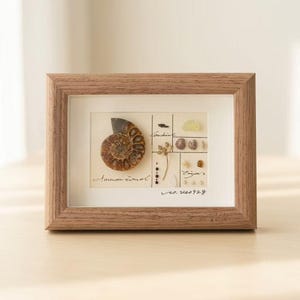 Ammonite Fossil Shadow Box, Handcrafted Real Mineral Specimen Art, Tiger Eye Topaz Decor, Numbered Design, Custom Engraved Nature Gift
