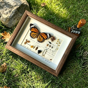May include: A framed display featuring a monarch butterfly with orange and black wings, set against a white background. The frame is a dark wood. The display also includes various small specimens and handwritten text. The display is on a bed of green grass.