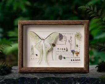 珍しい大型のスペイン産月蛾の剥製 - Graellsia isabellae - Etsy 日本