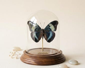 Cúpula de cristal con mariposa Morpho, expositor personalizado con nombre, ejemplar de mariposa real personalizado bajo cristal: regalo inspirado en la naturaleza y decoración para el hogar.