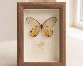 Handgemaakte, transparante vlindervitrine, frame voor gele kristallen, kunstwerk met zaadmineralen, gepersonaliseerd natuurgeïnspireerd cadeau, 3 stijlen