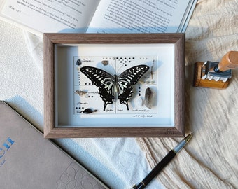 Personalized Gift- Real Frame Butterfly, Framed Butterfly Specimen, Real Butterfly in Wooden Frame, Butterfly Display, Taxidermy Butterfly