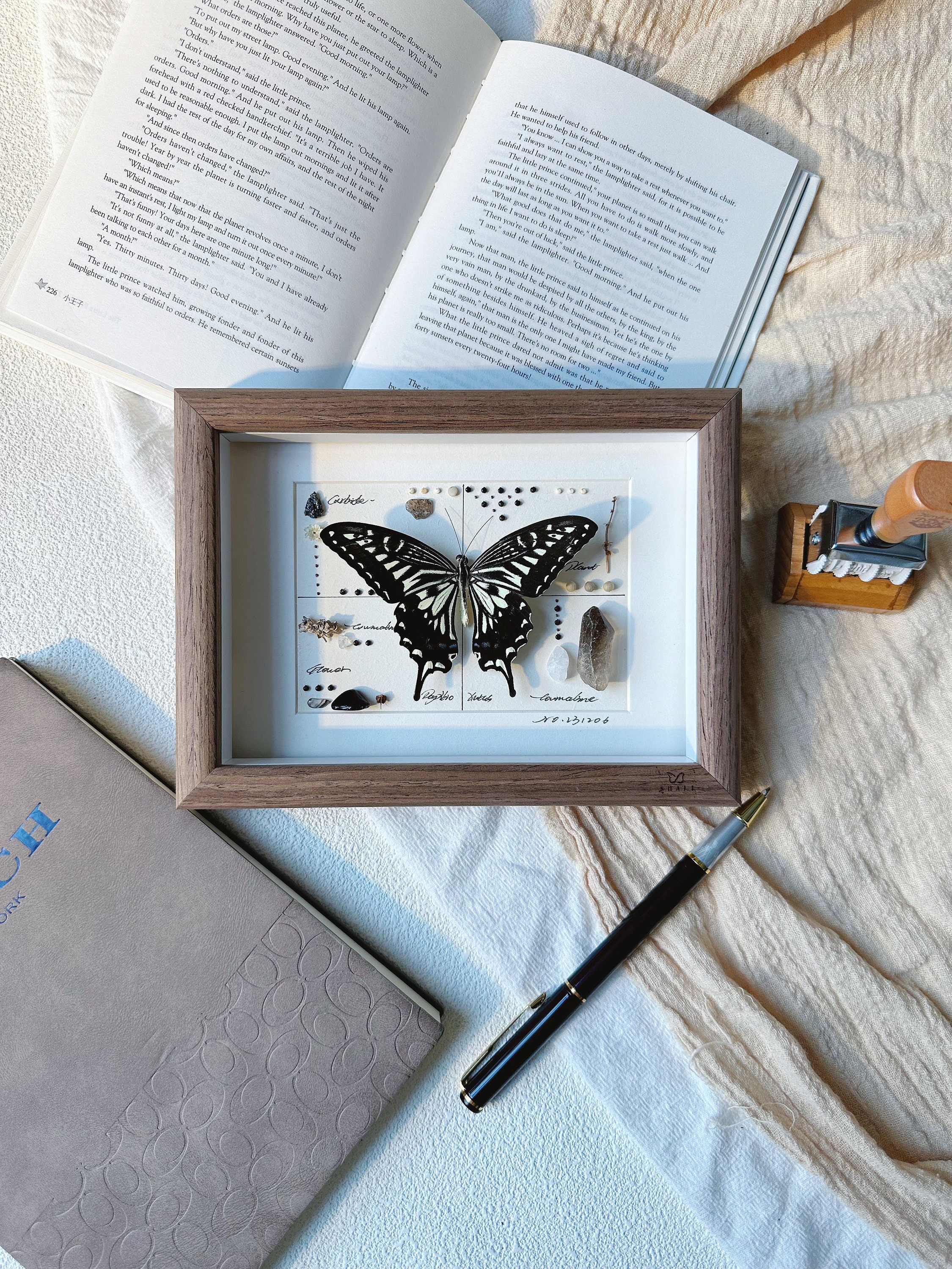 Personalized Butterfly, Anniversaries, Valentine's Day, Weddings, Birthday, Retirement Etc, Butterfly Taxidermy, Butterfly in Frame
