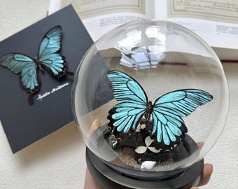 Elegant Gift for Her or Him – Real Morpho Butterfly in Glass Dome • Luxurious Nature Décor • Handcrafted Specimen Art