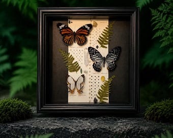 Exhibición enmarcada de mariposas emperador: ejemplares reales, cristales y conchas marinas.