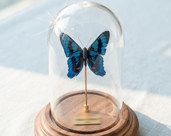 Exhibición de mariposas preservadas reales / Decoración personalizada con cúpula de cristal / Ejemplar de insecto A1 / Decoración minimalista para el hogar / Regalo inspirado en la naturaleza para ella