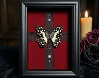 Real Swallowtail Butterfly Frame, Gothic Butterfly Specimen Shadow Box, Lace Dark Romantic Wall Art, Handmade Entomology Gift for Her