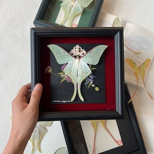 Personalized Giant Actias Luna Moth-Perfect Gift Idea for Couples, Anniversaries, Weddings, New Year,Collection,Retirement Etc