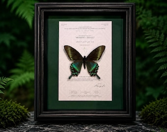 Framed Real Green Swallowtail Butterfly – Papilio maackii Specimen Wall Art – Christmas Sale