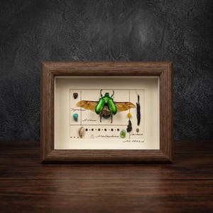 May include: A framed display featuring a central iridescent green beetle with spread wings, accented by small stones, shells, and handwritten text on a cream background. The piece is enclosed in a rectangular dark brown wooden frame.