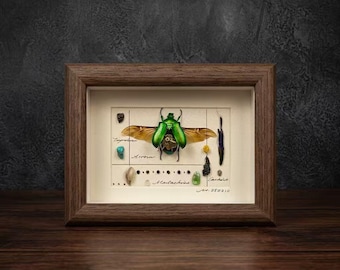 Puede incluir: Un cuadro que muestra un escarabajo verde iridiscente con las alas extendidas, decorado con pequeñas piedras, conchas y texto escrito a mano sobre un fondo crema. La pieza está encerrada en un marco rectangular de madera marrón oscuro.