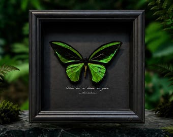 Luxusgeschenk für Sie - Echte Birdwing-Schmetterling-Kunst, handgefertigter Musterrahmen, einzigartiges Naturandenken