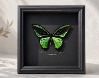 Birdwing Butterfly Shadow Box, Real Insect Specimen, Handcrafted Painting Wall Art, Custom Engraved Nature Lover Gift, Collector Home Decor