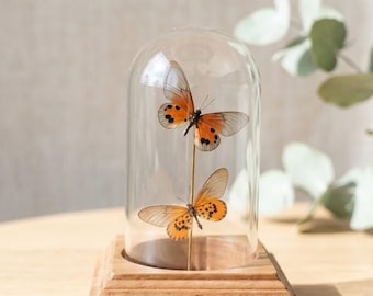 Orange Butterfly Glass Dome, Real Pair Acraea Dammii Specimen Display, Handmade Entomology Decor, Nature Lover Gift, Curiosity Cabinet Art