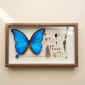 Real Blue Morpho Butterfly Shadow Box, Preserved Crystal Botanical Specimen Wall Art, Numbered Museum Set Design, Personalized Birthday Gift