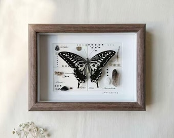 Puede incluir: Un marco que exhibe un espécimen de mariposa en blanco y negro centrado sobre un fondo blanco con texto escrito a mano, piedras pequeñas y cristales dispuestos en una cuadrícula. El marco es de madera marrón oscura con veta visible.