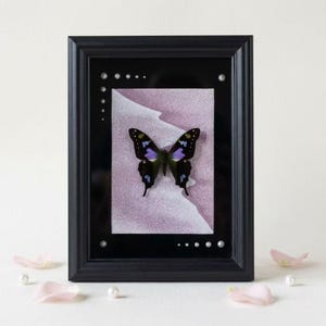 May include: A black rectangular frame containing a preserved butterfly with black and purple wings. The butterfly is centered on a textured, light pink and white background. Small white pearls are arranged in the corners of the black glass.