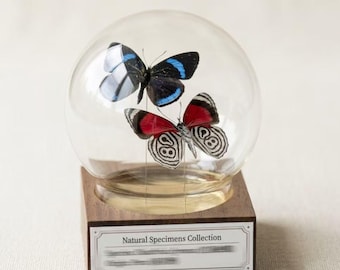 Double Butterfly Specimen Globe Display, Butterfly Glass Dome Decor, Custom Engraved Wooden Base, Real Insect Taxidermy Gift for Collectors