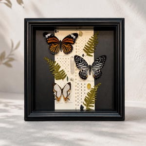 Exhibición enmarcada de mariposa emperador, caja de sombra de insectos reales con la letra "Spring Letter", marco de especímenes hecho a mano, arte mural de historia natural grabado a medida