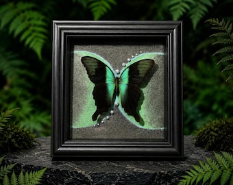 May include: A framed display featuring a black and iridescent green butterfly specimen centred on a textured grey background. A curved line of small white pearls follows the wing shape, all enclosed within a square black wooden frame.
