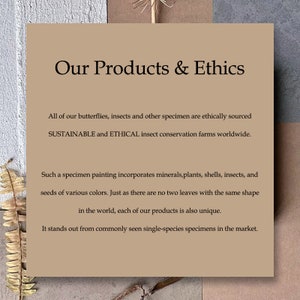 May include: A tan-colored card with the text "Our Products & Ethics" in a serif font. The text below describes ethically sourced insect specimens and unique specimen paintings incorporating minerals, plants, shells, and seeds.