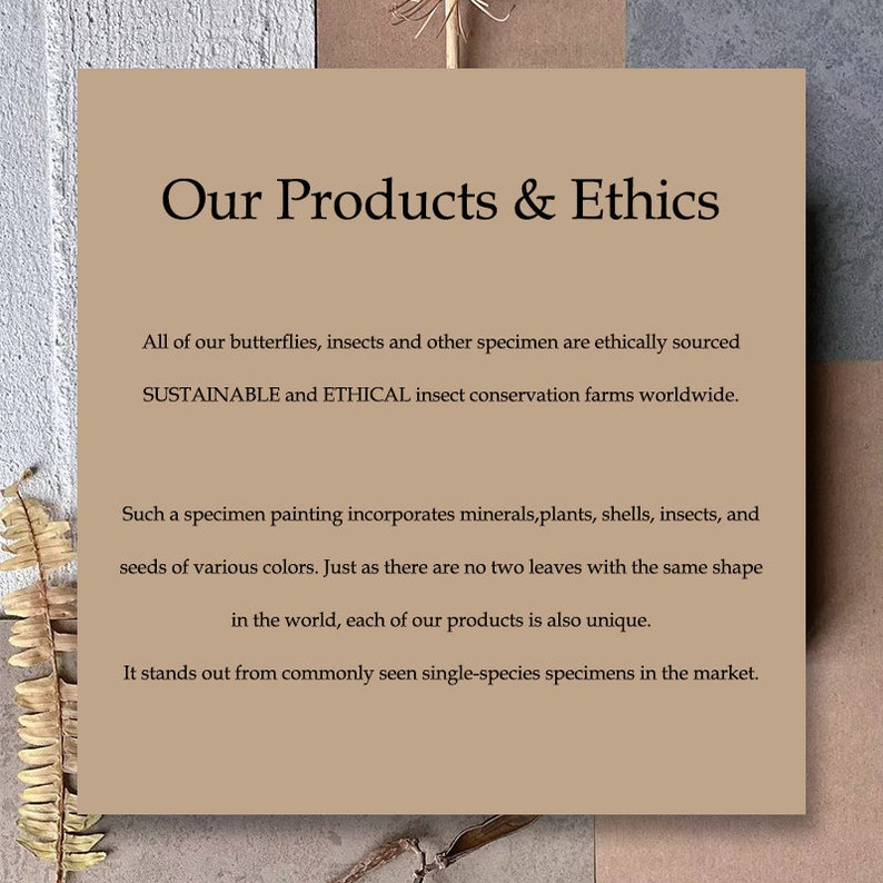 May include: A tan-colored card with the text "Our Products & Ethics" in a serif font. The text below describes ethically sourced insect specimens and unique specimen paintings incorporating minerals, plants, shells, and seeds.