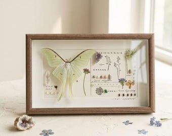 Real Luna Moth Botanical Mineral Frame, One of a Kind Natural History Collage Wall Art, Numbered Artwork, Custom Engraved Collector Gift